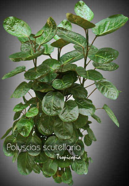 Aralia - Polyscias scutellaria - Fabian Aralia, Red Aralia